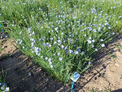 Click for 1 image(s) for this accession.